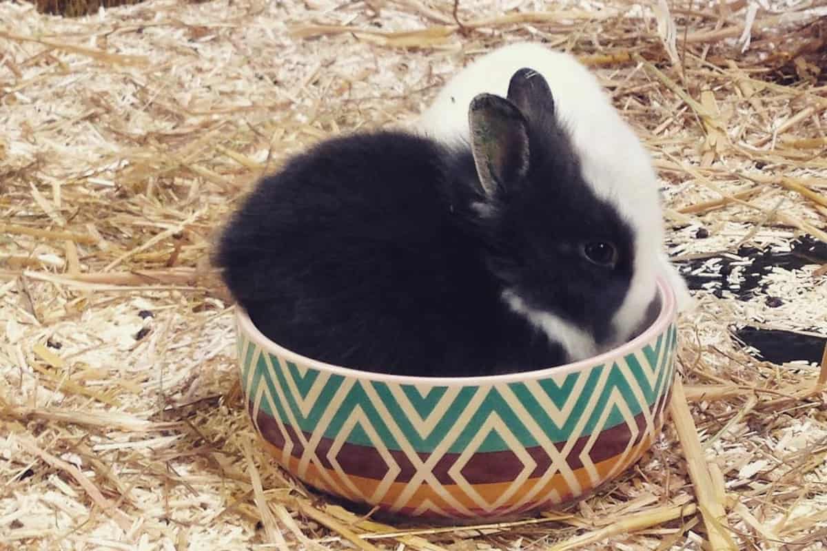 rabbit in a bowl