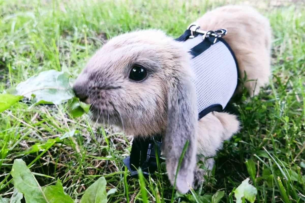 rabbit in a vest on the lawn