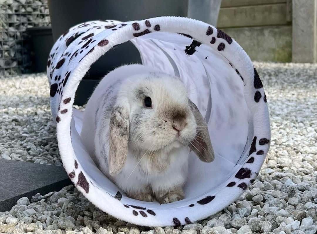 rabbit play in a white tunnel