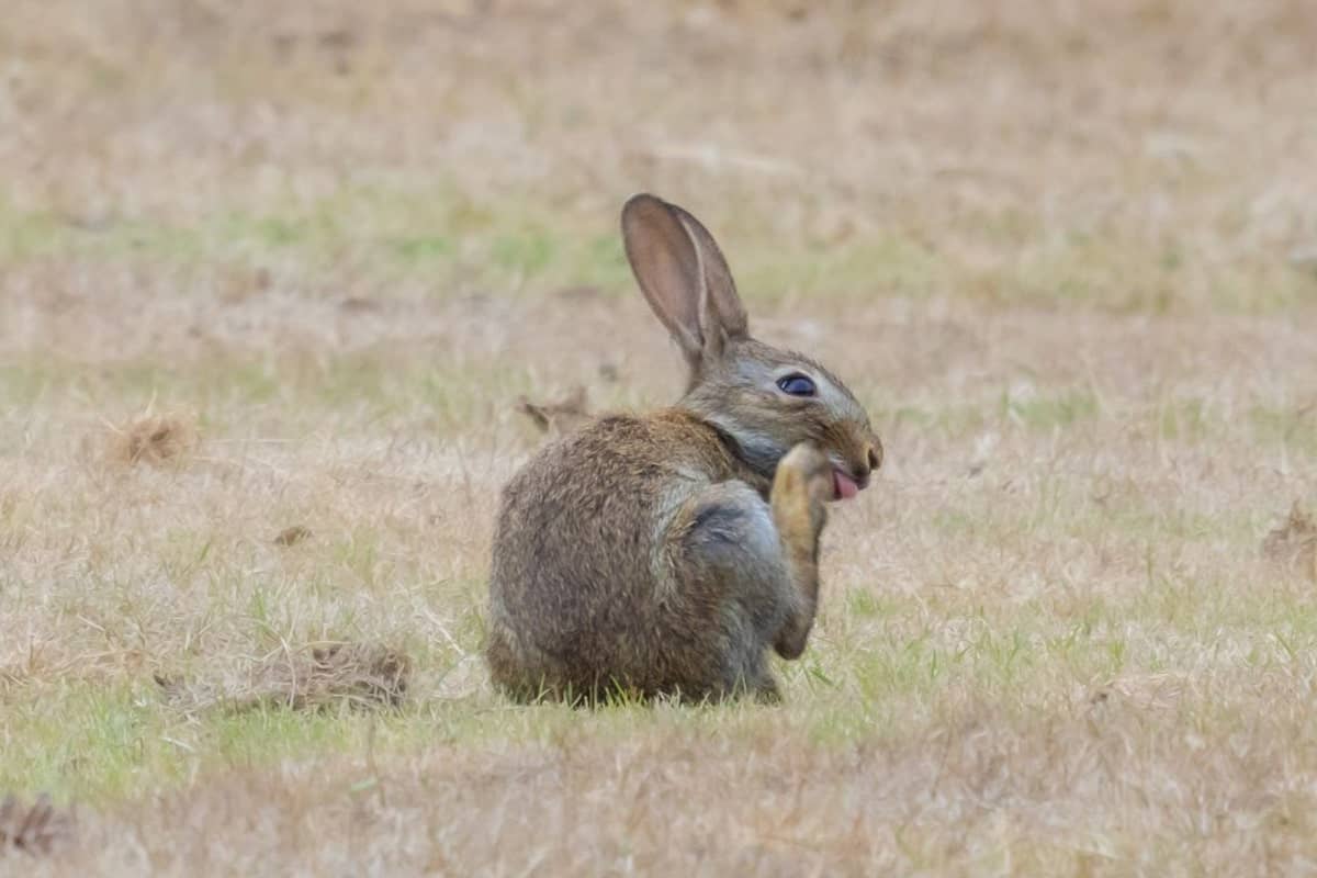 rabbit in the field