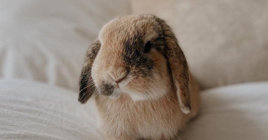 Fluffy rabbit on a white pillow