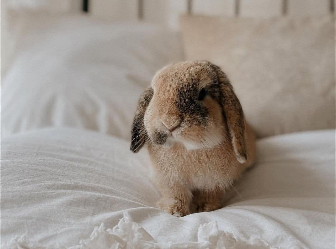 a rabbit on a white bed