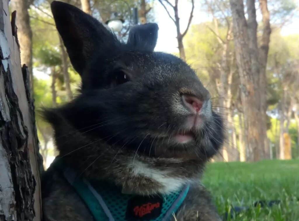 a rabbit in a collar on the grass