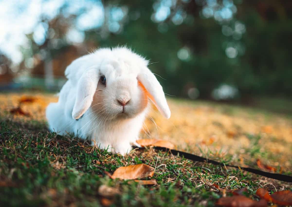 rabbits - image 3
