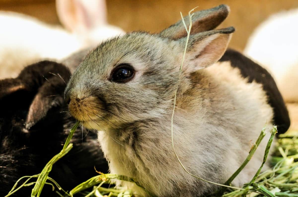 rabbits eats - image 4