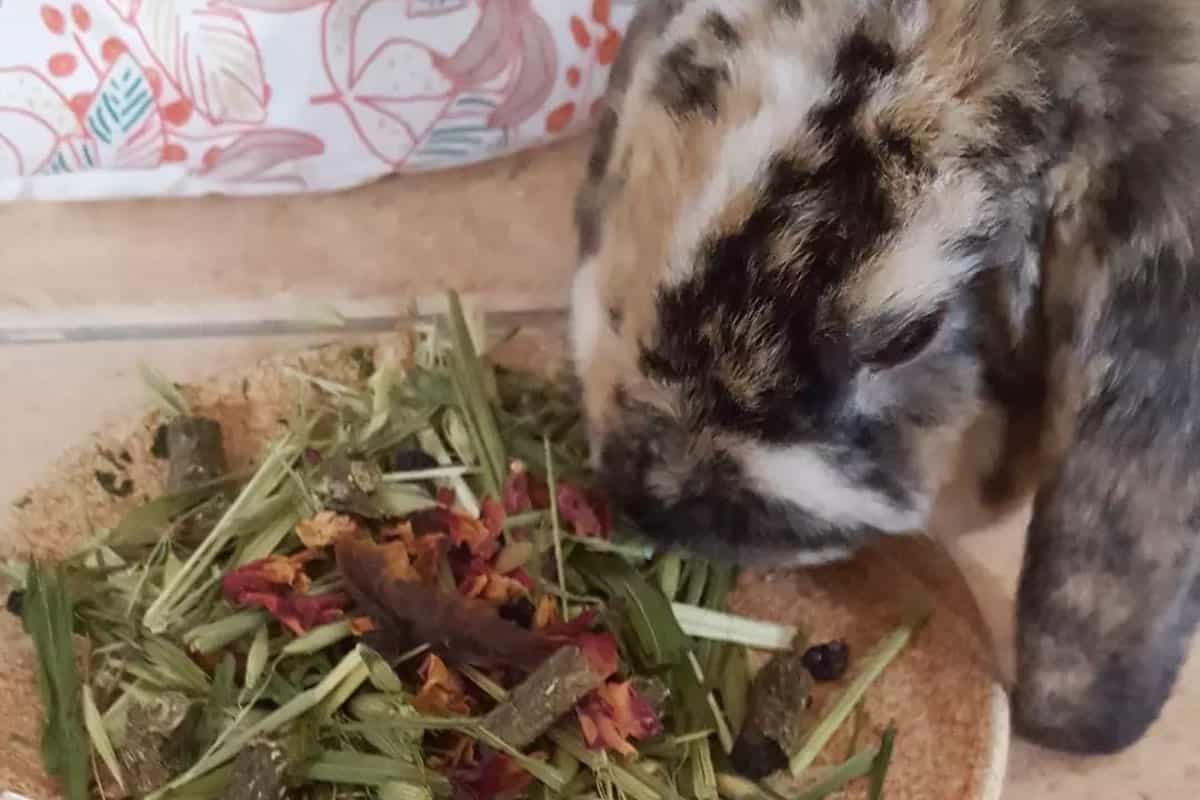 spotted rabbit eats
