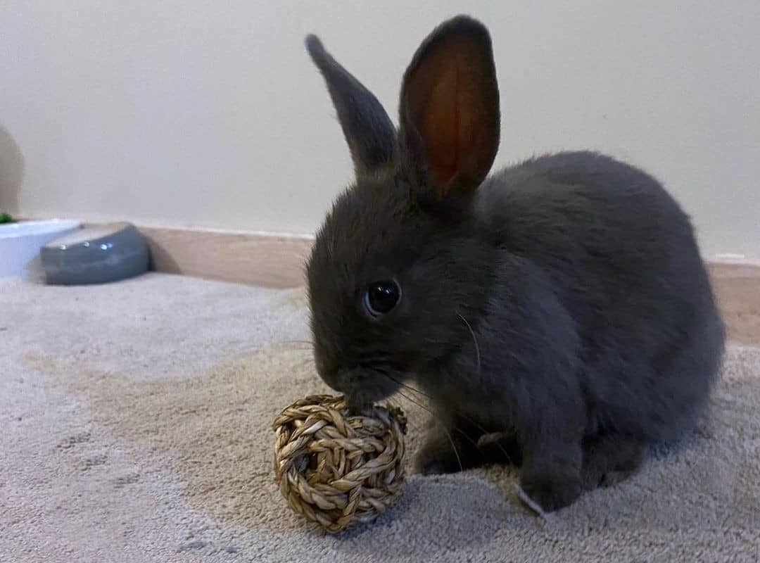 a rabbit playing with a toy
