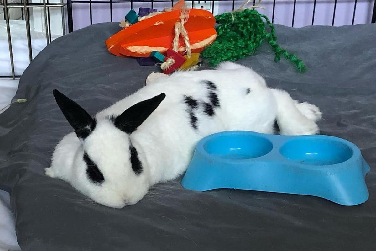 the rabbit is lying by the bowl
