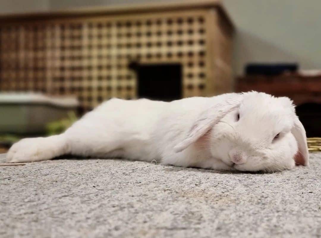 the white rabbit sleeps soundly