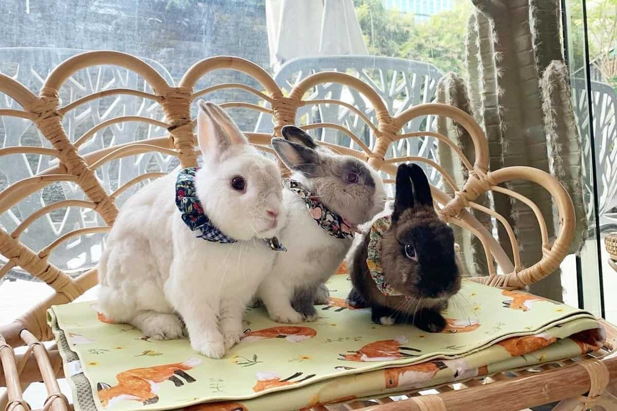 three rabbits by the window