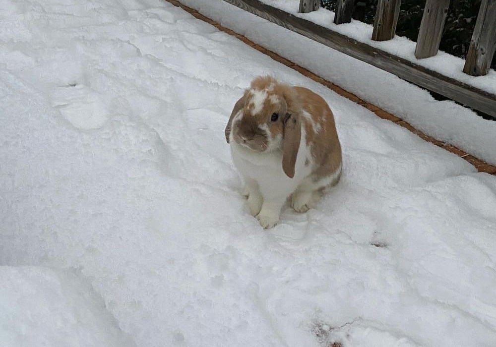 the rabbit is cold