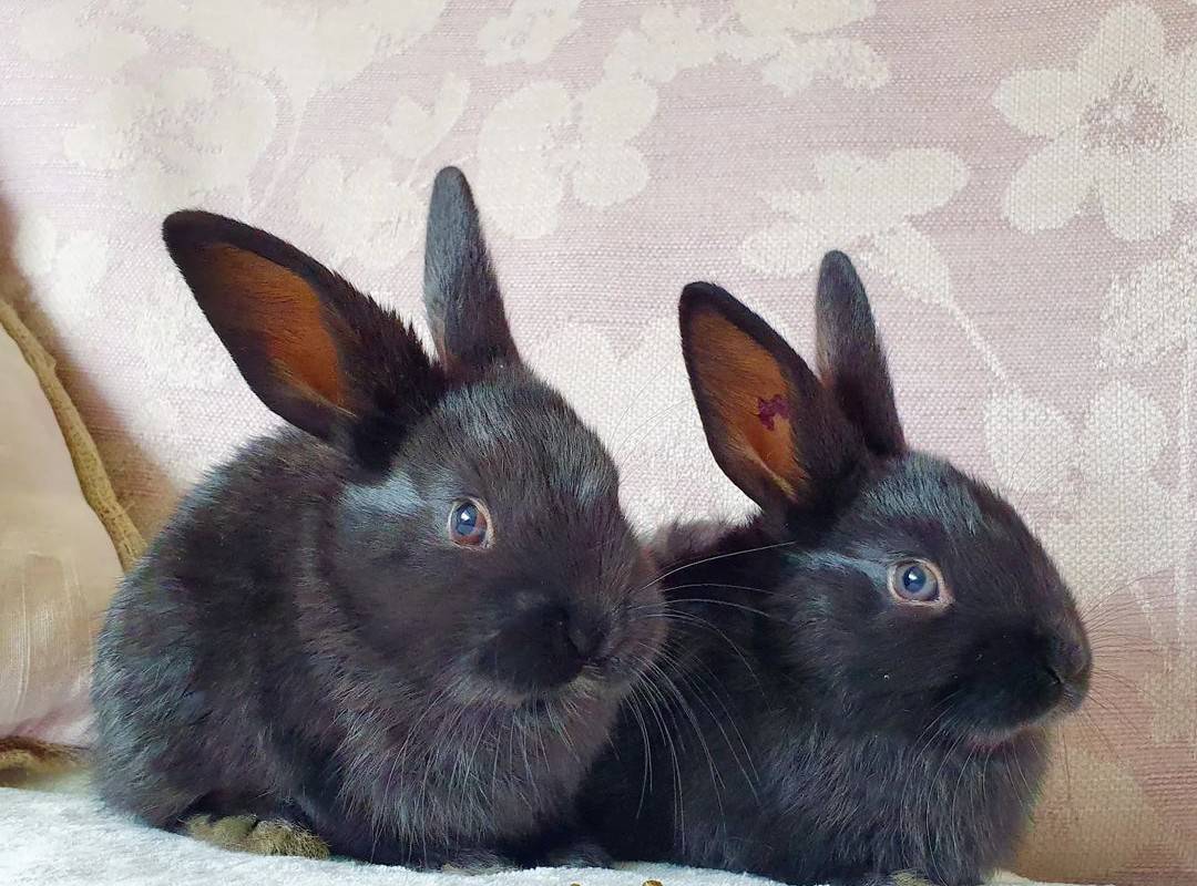 two black rabbits looking away