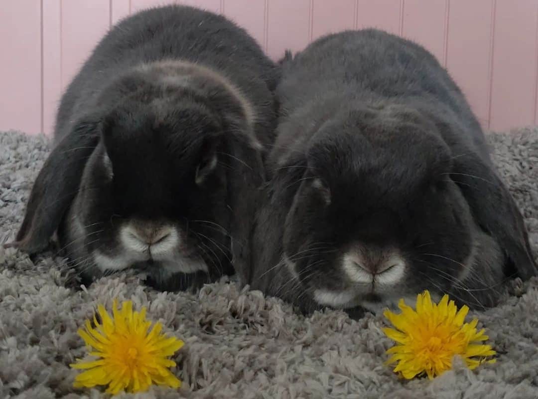 two gray rabbits sleeping next to flowers