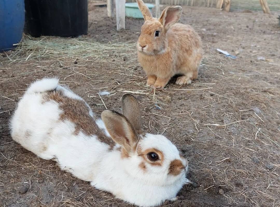 white and brown rabbits in nature