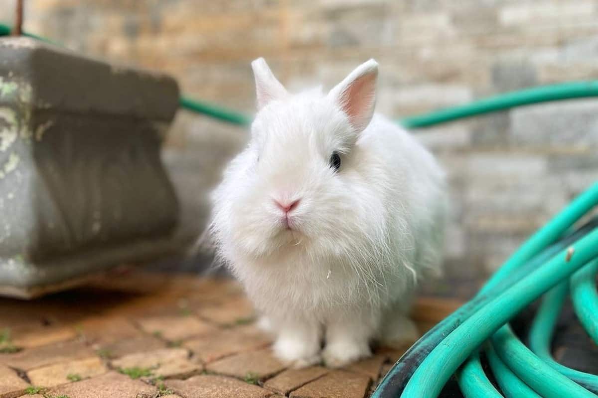 white rabbit Jersey Wooly