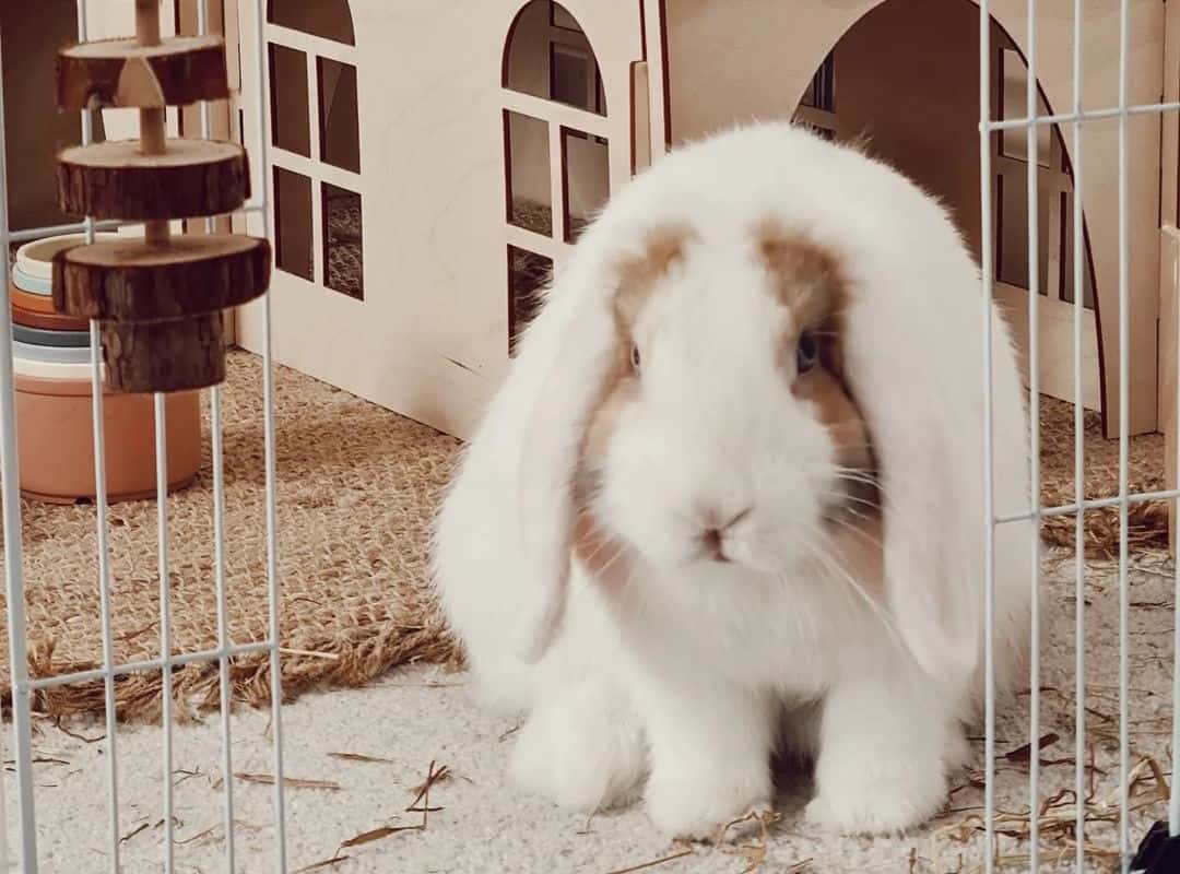 a white rabbit near the cage with a house