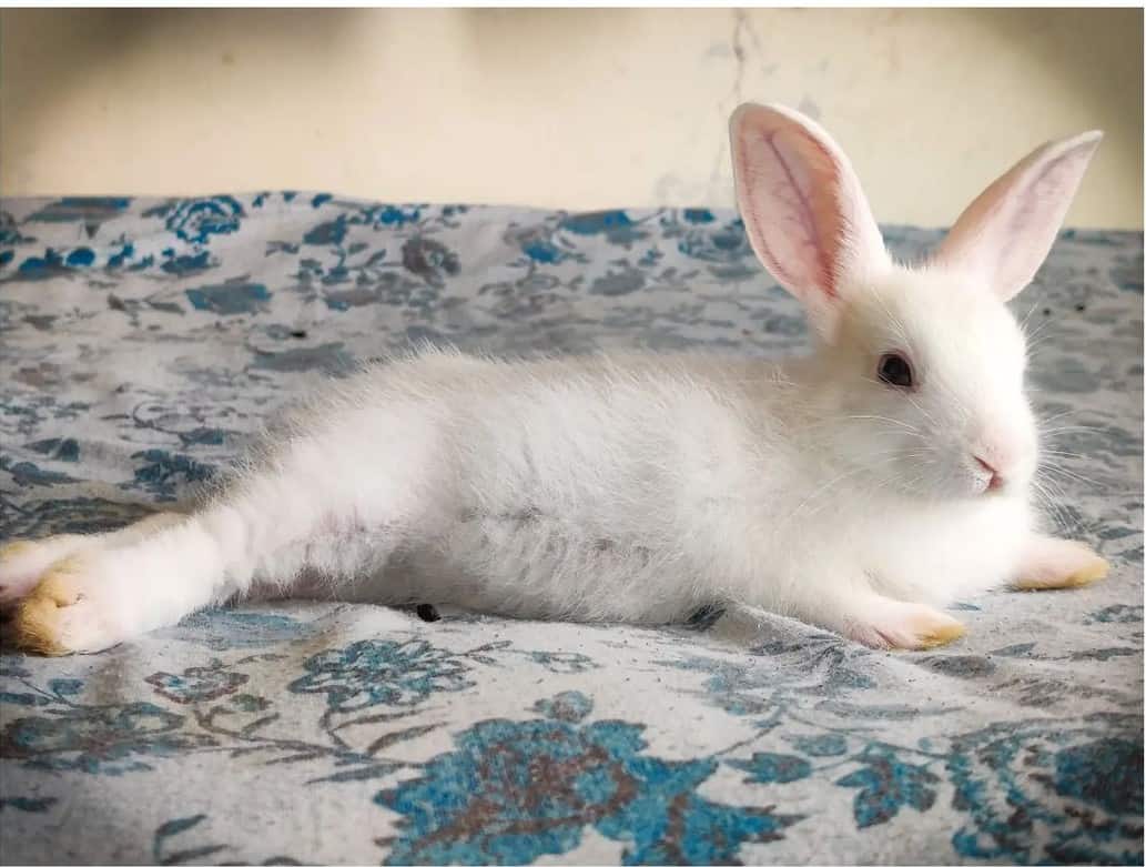 white rabbit on the bed 