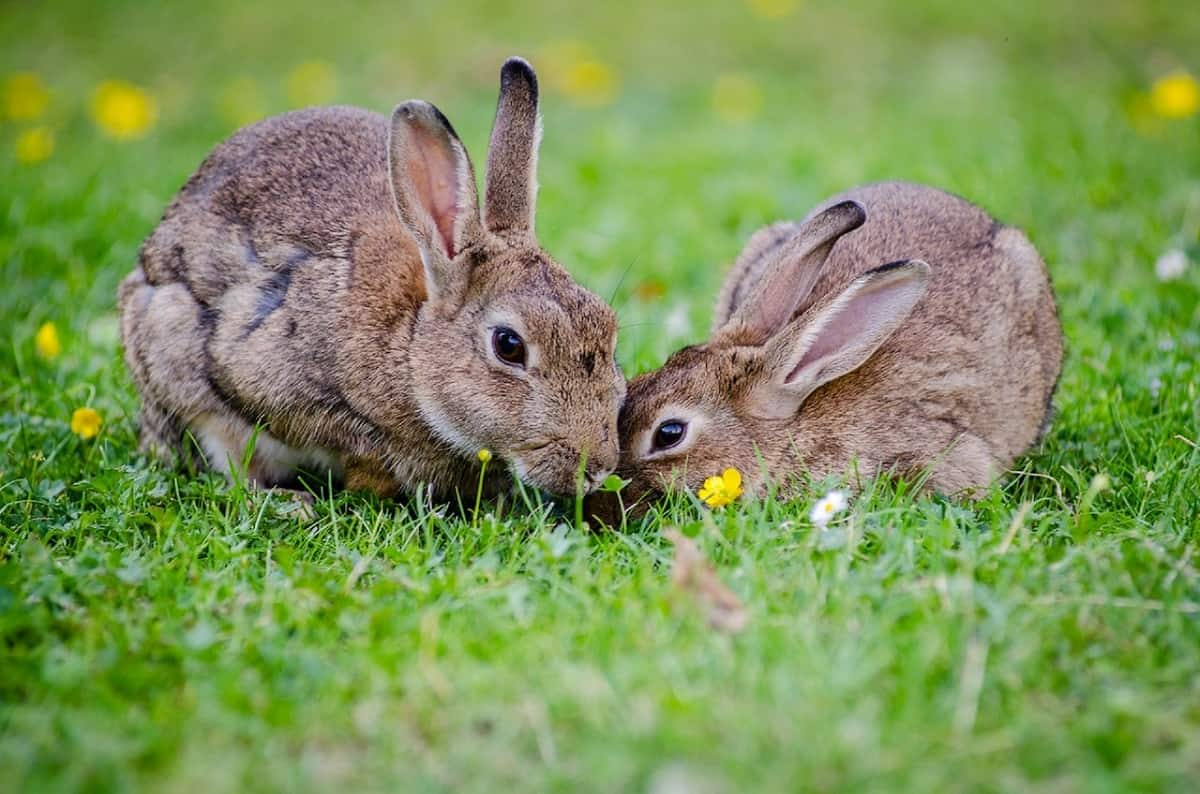 Wild vs Domestic Rabbit