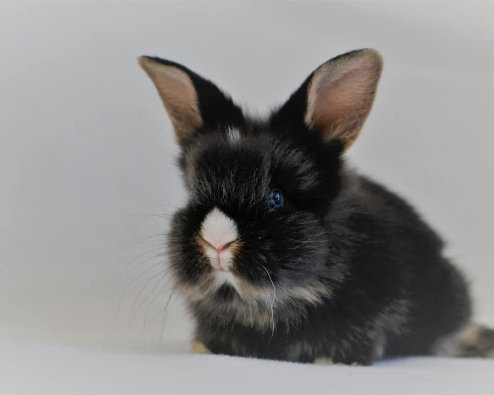 black dwarf rabbit