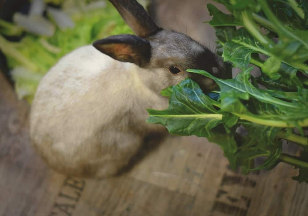 grey rabbit eat grass