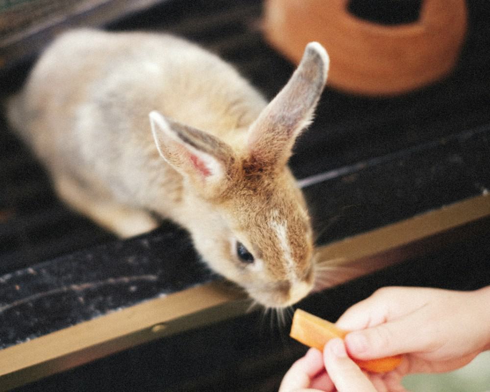 rabbit eat nectarin