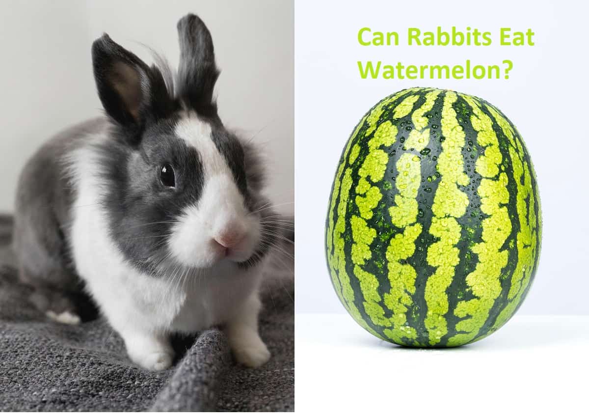 Can rabbit eat watermelon?