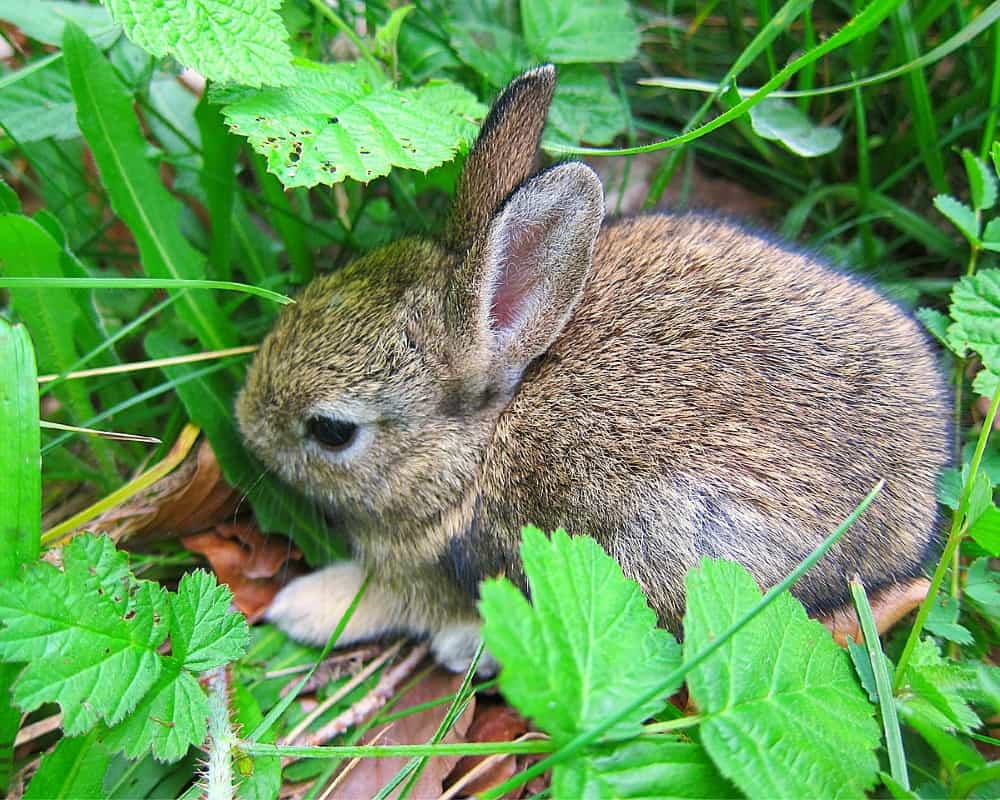 grey-rabbit-in-grass