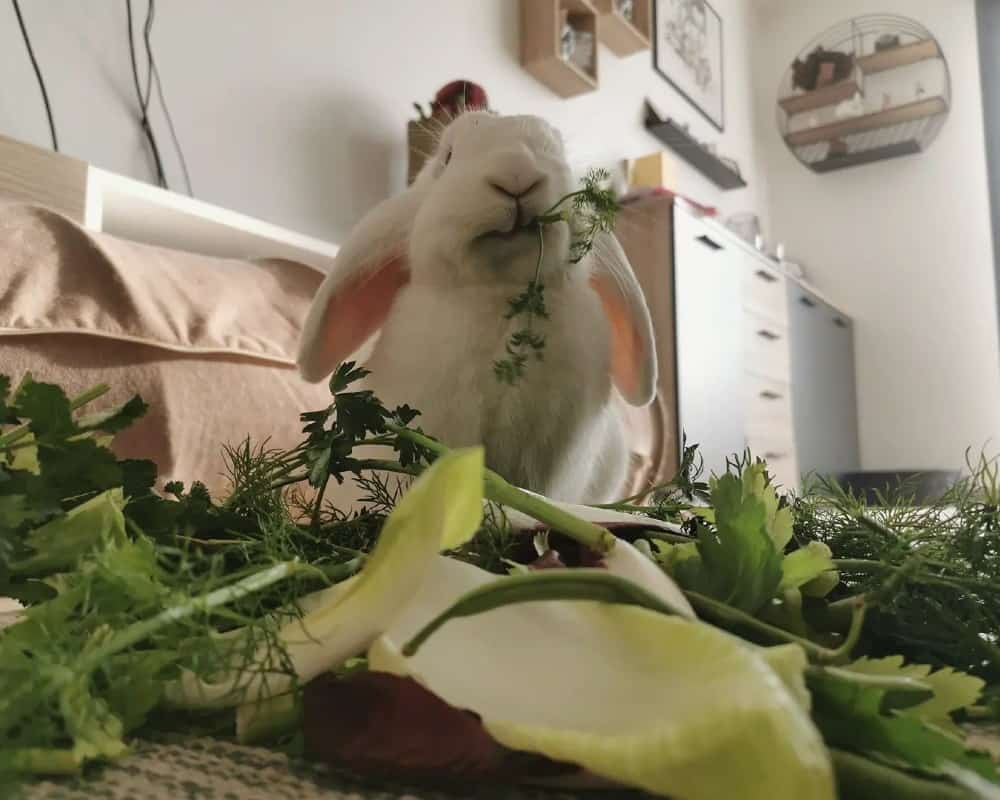 rabbit eat raspberry leaves