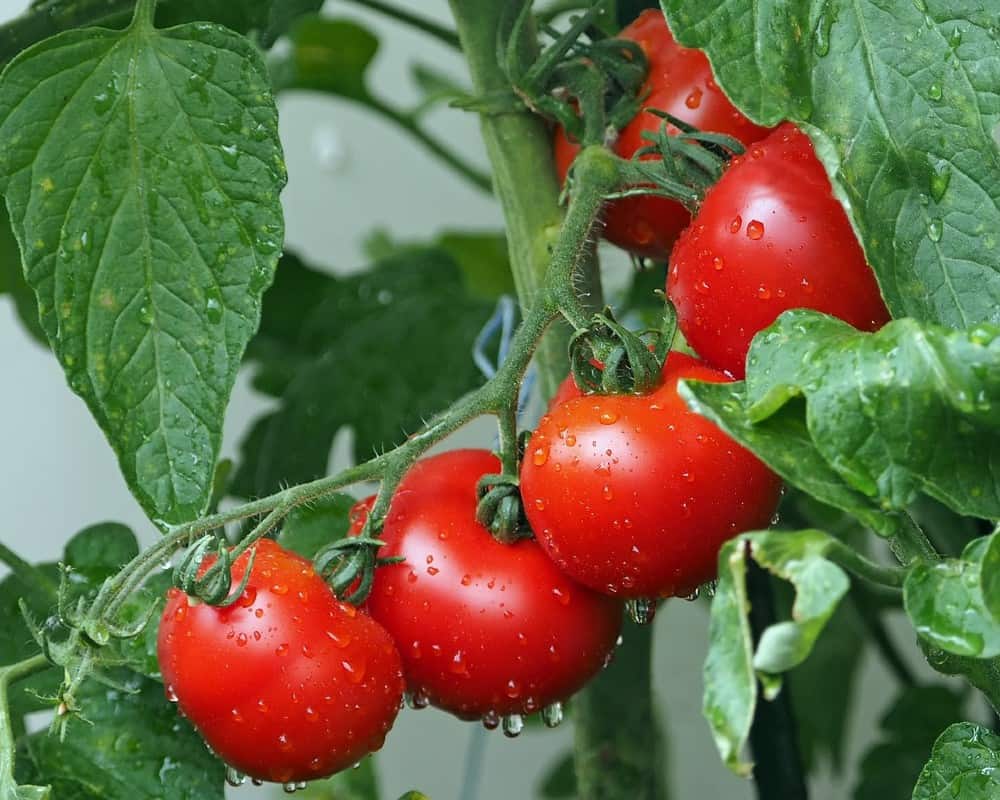 red-tomatoes