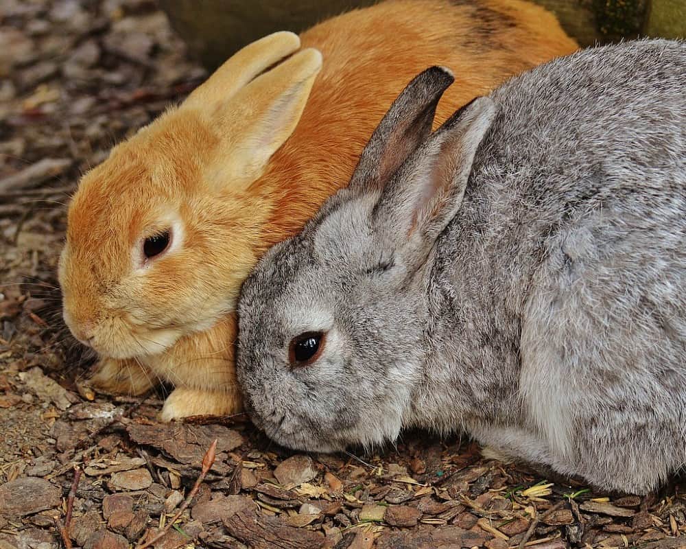 two rabbits orange and grey