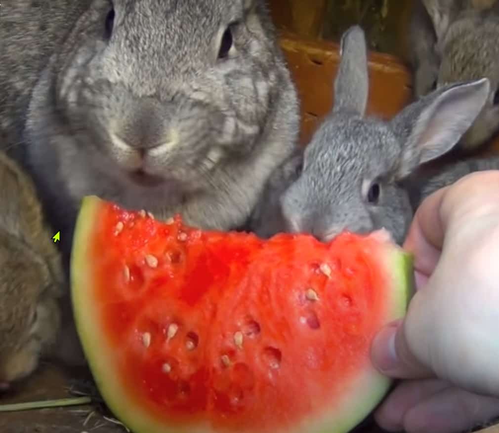 Rabbits eat watermelon