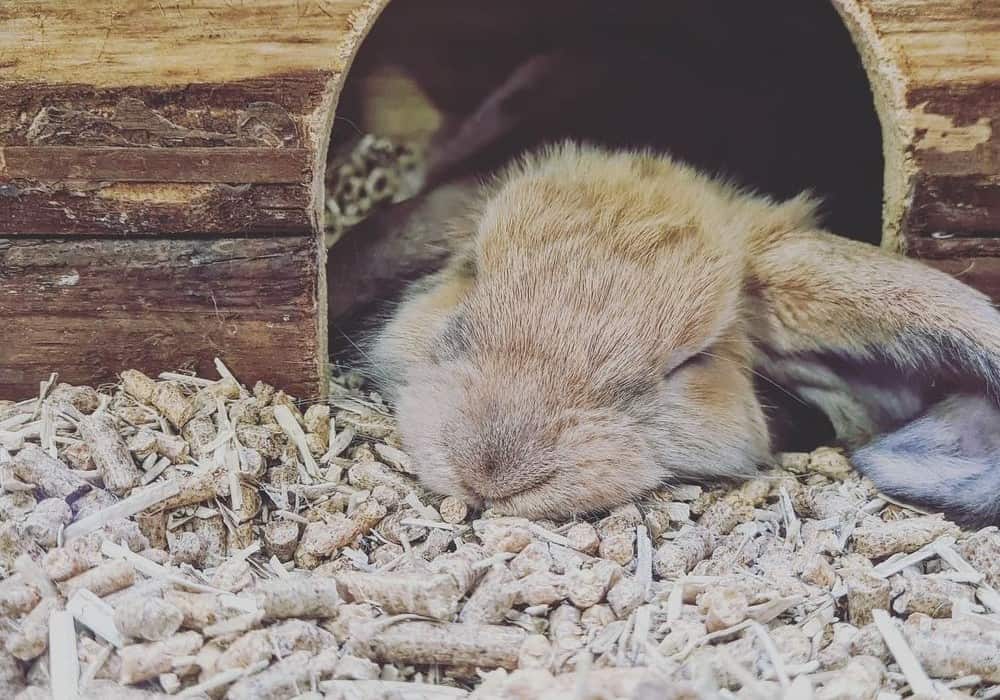 The house rabbit is asleep