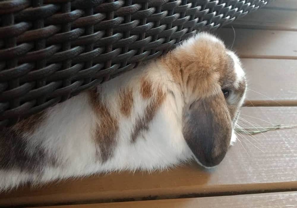 A rabbit hides