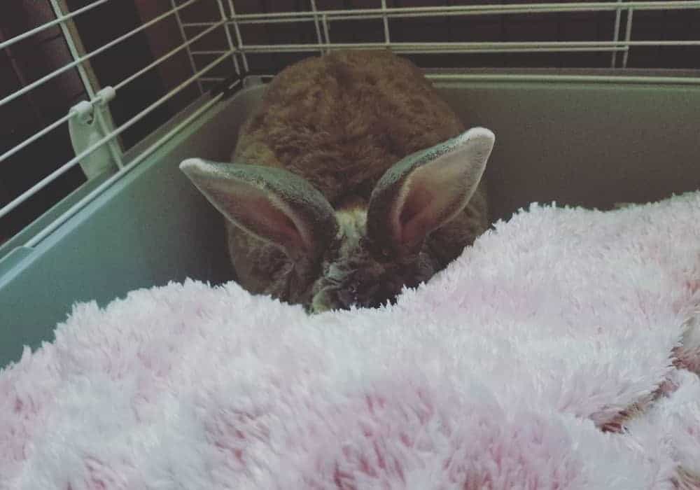 A rabbit hides