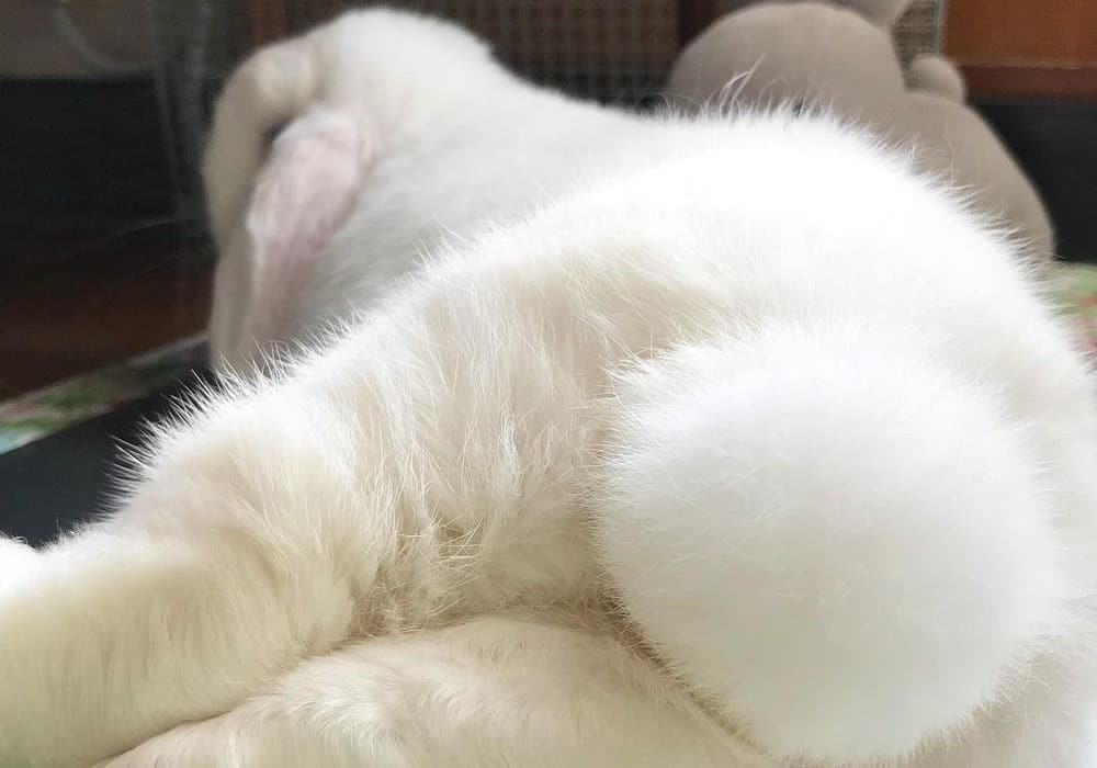 Bunny with a tail