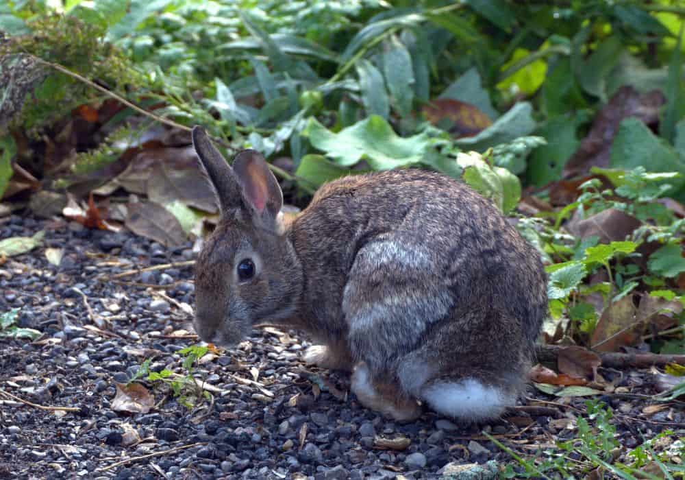Rabbit with a tail