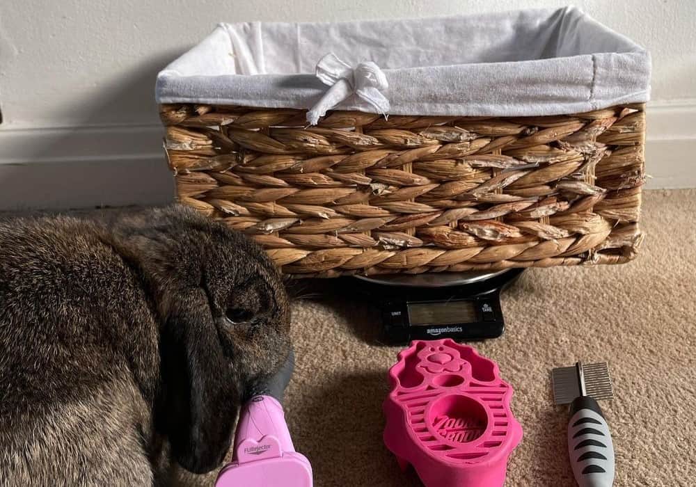 Rabbit on the scale