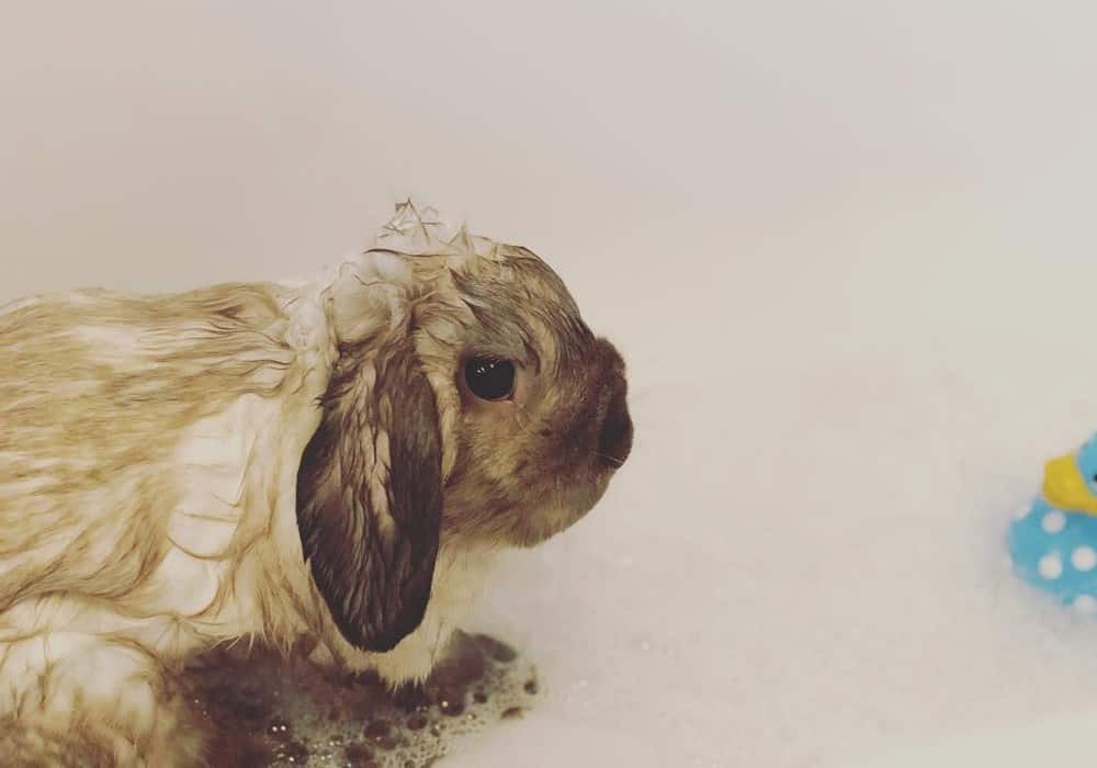 How to bathe your rabbit