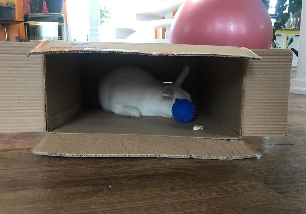 The rabbit hides