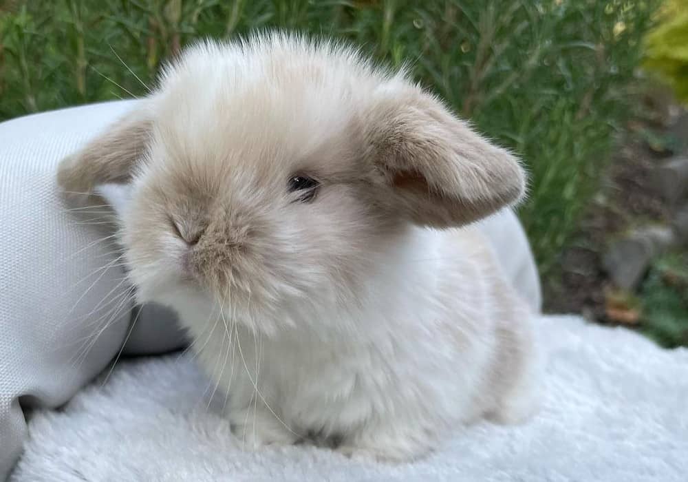 Determining the age of a baby rabbit