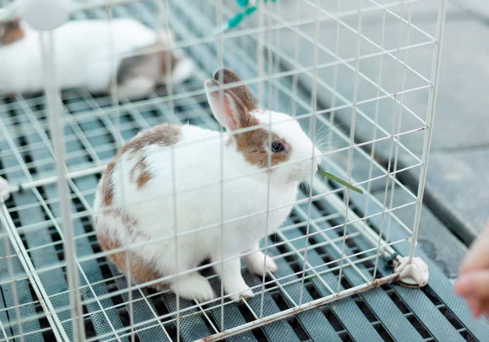 A cage for rabbits in the house