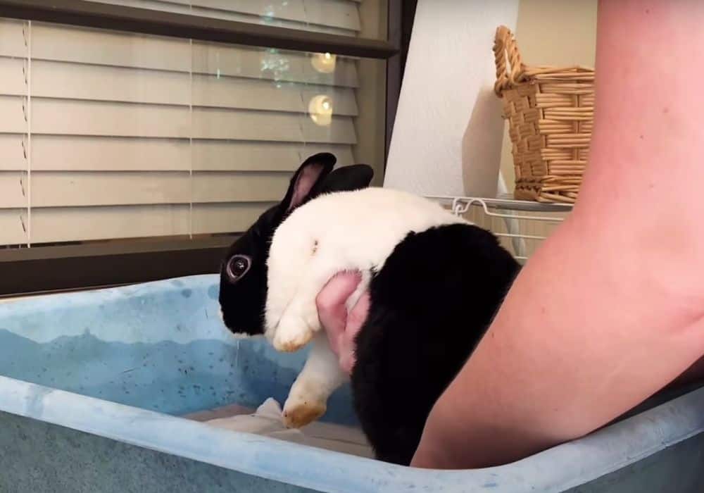 How to wash a rabbit properly