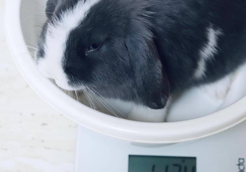 A rabbit on the scale