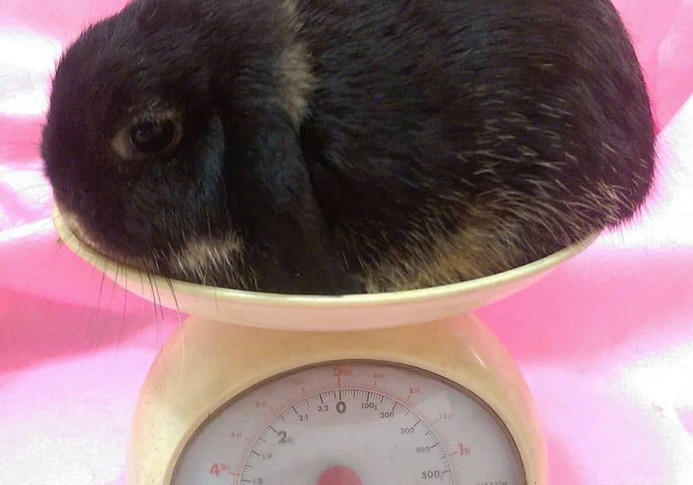 Bunny on the scale