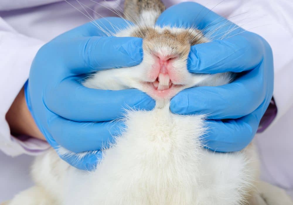 Dental care for the rabbit