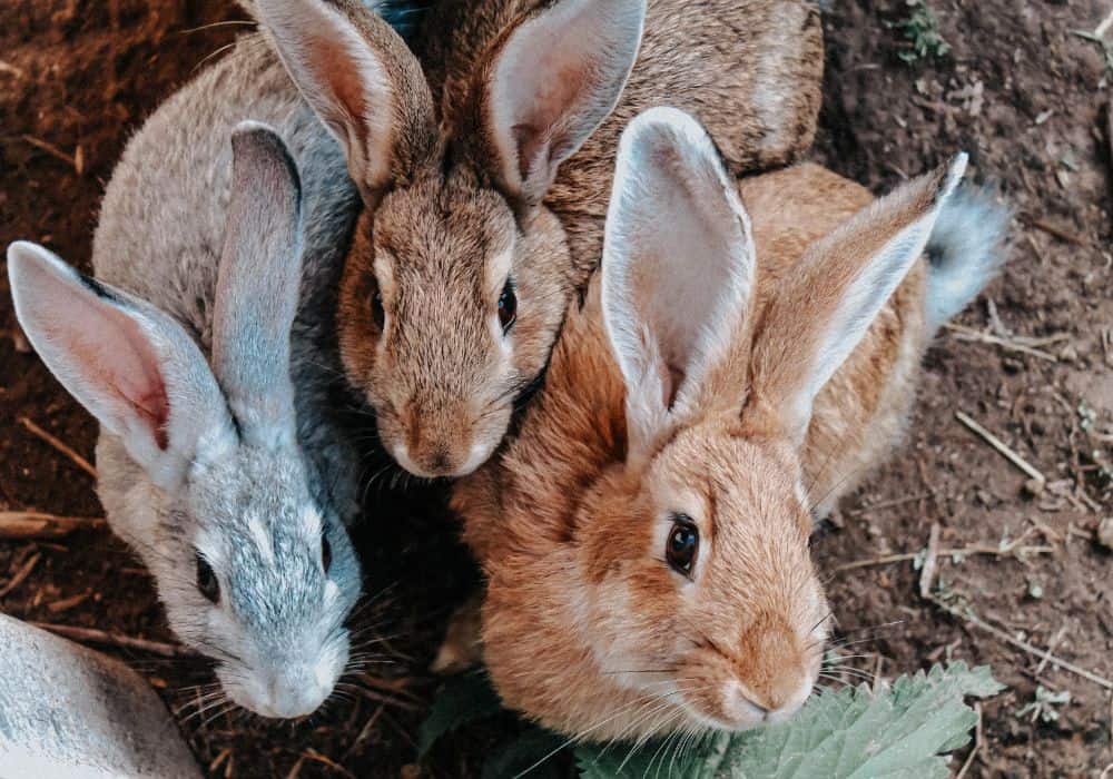 Bunny, Hare and Rabbit