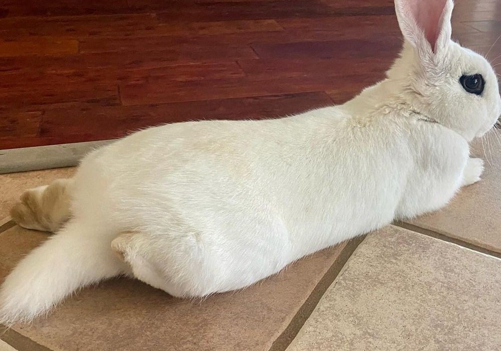 Rabbit with tail