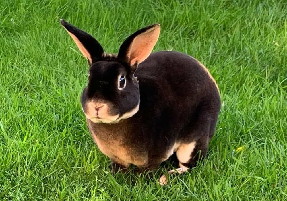 Rex rabbit breed