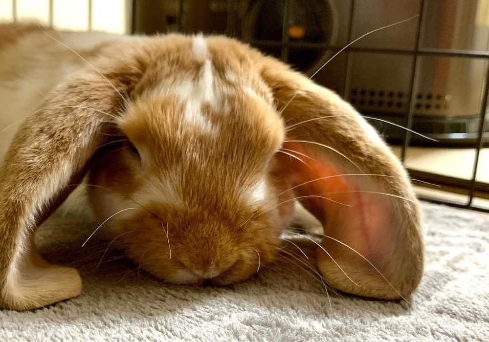 The house rabbit is sleeping
