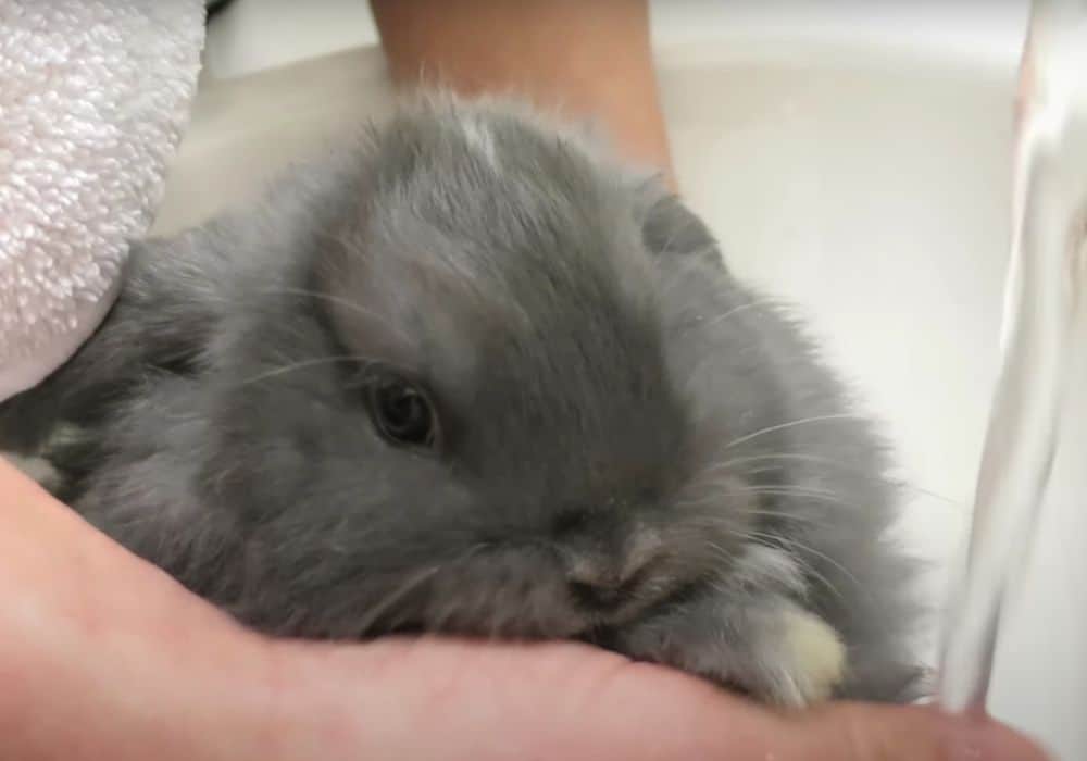 Washing the feet of a pet rabbit
